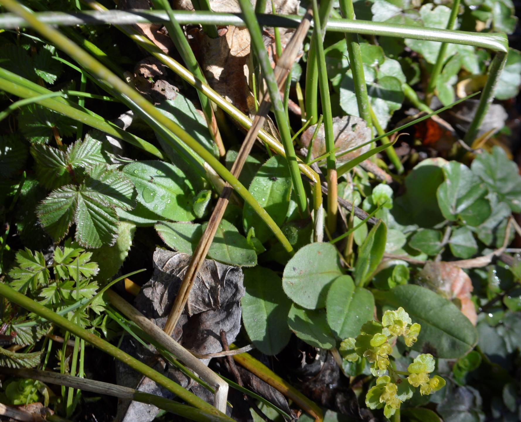 Annexe formation végétale de milieu humide.jpg