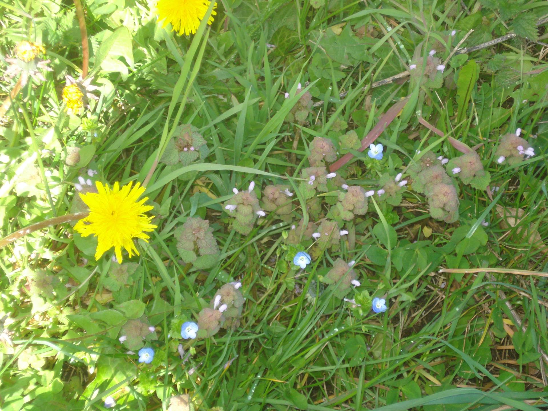 Annexe DSC03967-min.JPG