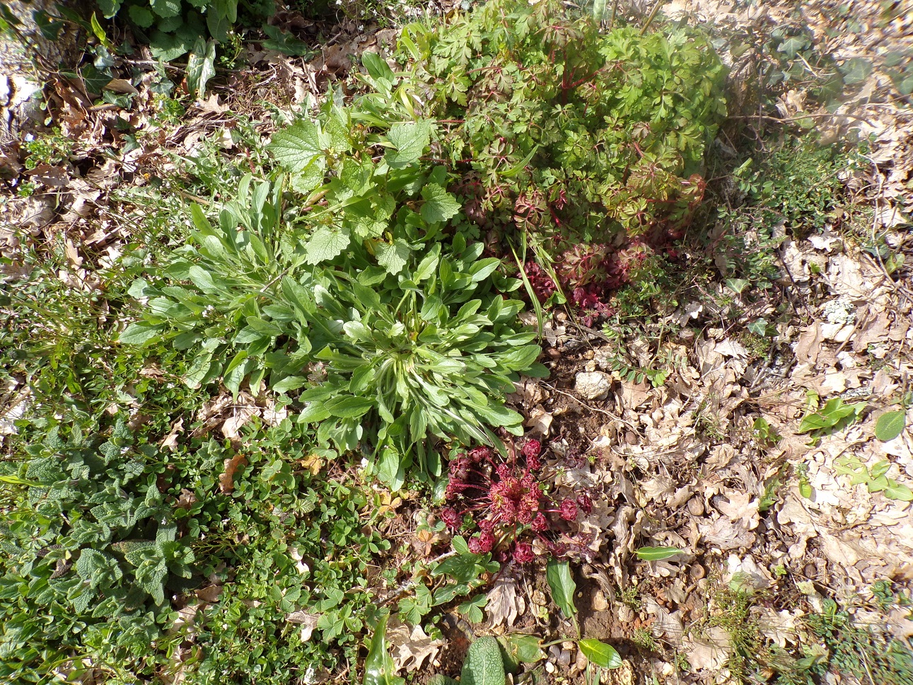 Annexe lisière de forêt.jpg