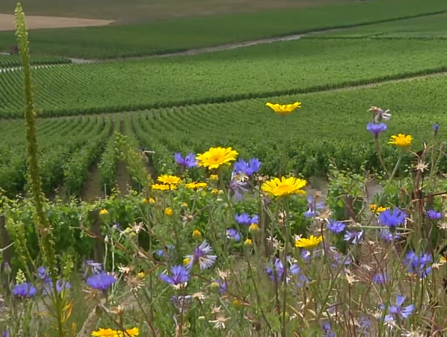 Annexe Site symbiose biodiversité 1.jpg
