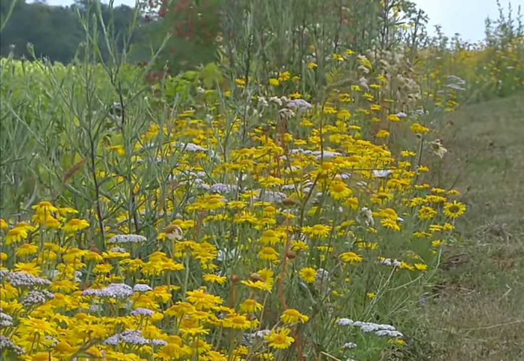 Annexe Site symbiose biodiversité 2.jpg