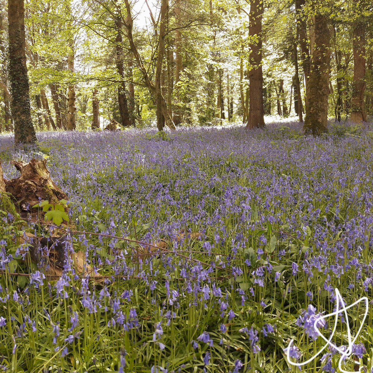 Annexe 20170501-bois et coucou.jpg