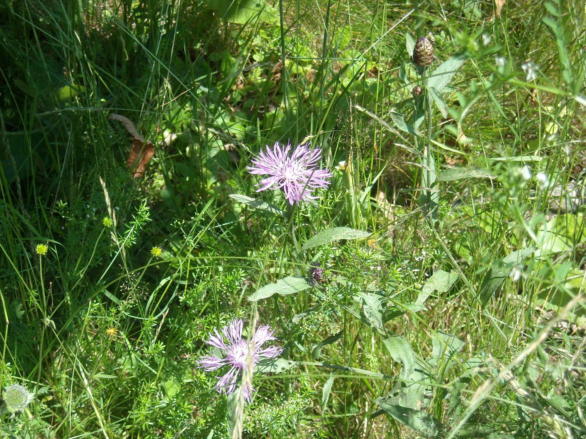 Annexe biodiversité.jpg