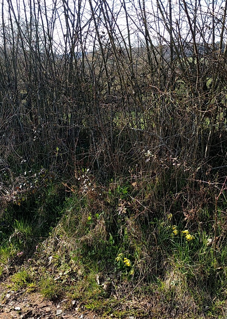 Annexe IMG_20180401_174306.jpg