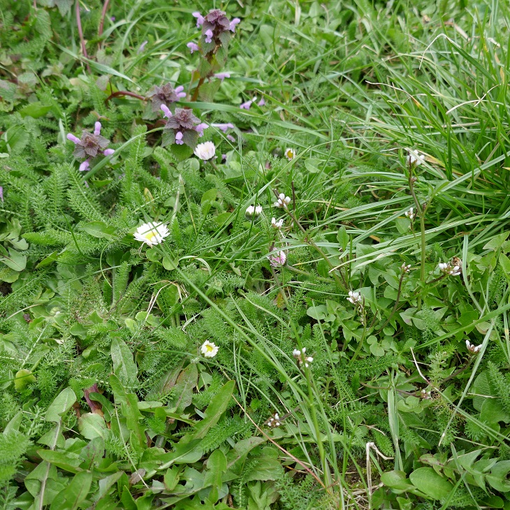 Annexe plantes Bouvancourt.JPG