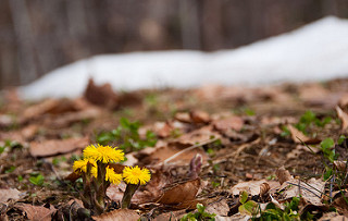 Annexe 6935970532_c013e610d4_n.jpg