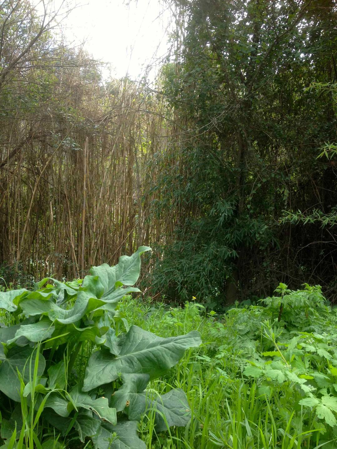 Annexe Au bord du Lez.jpg