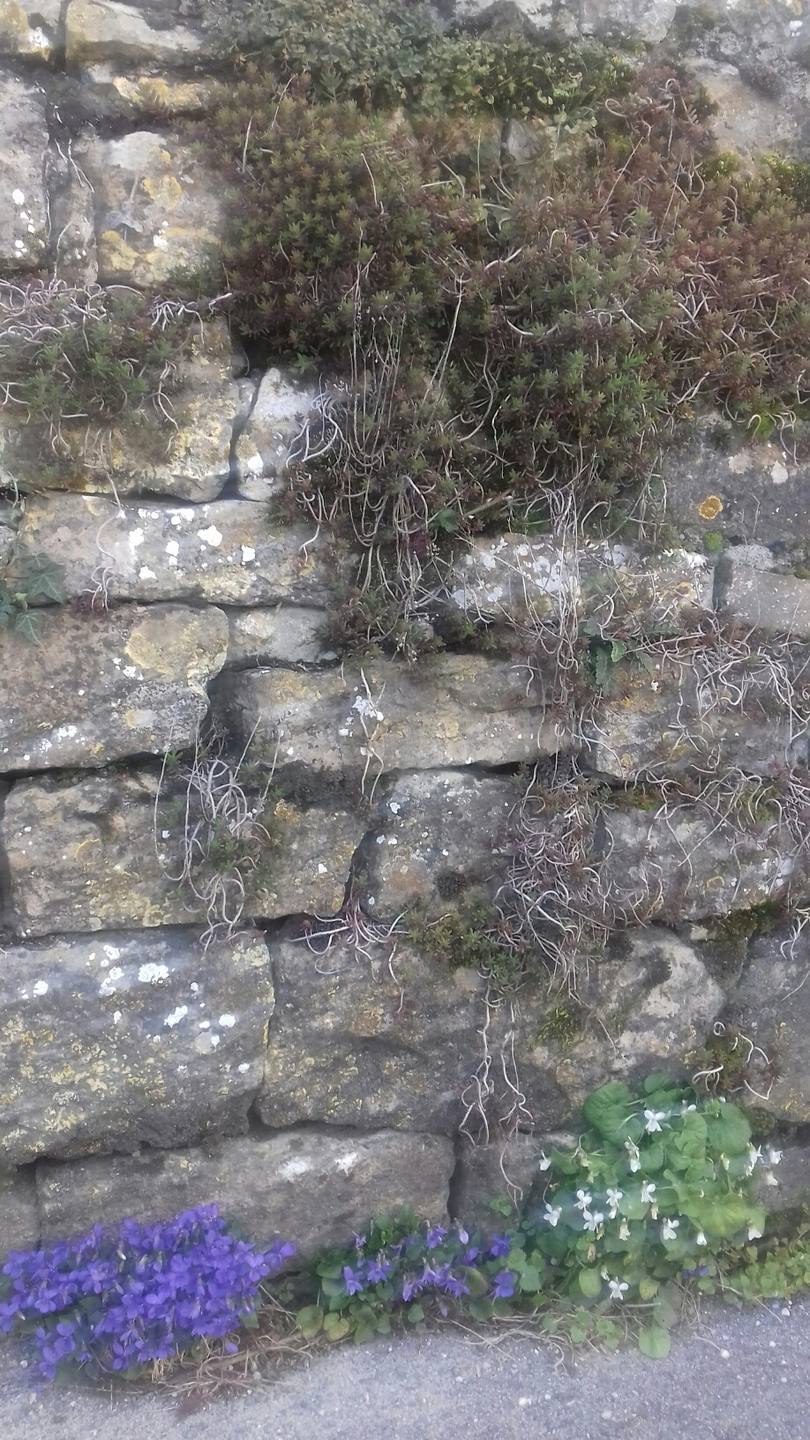 Annexe 20180401_182328_resized.jpg