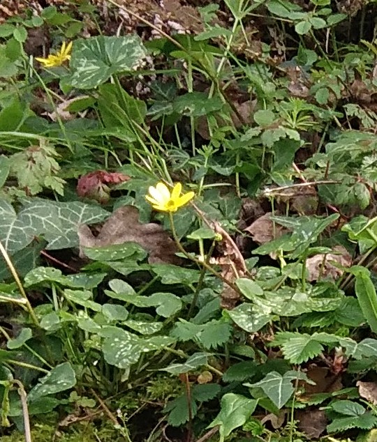 Annexe bouton dor.jpg