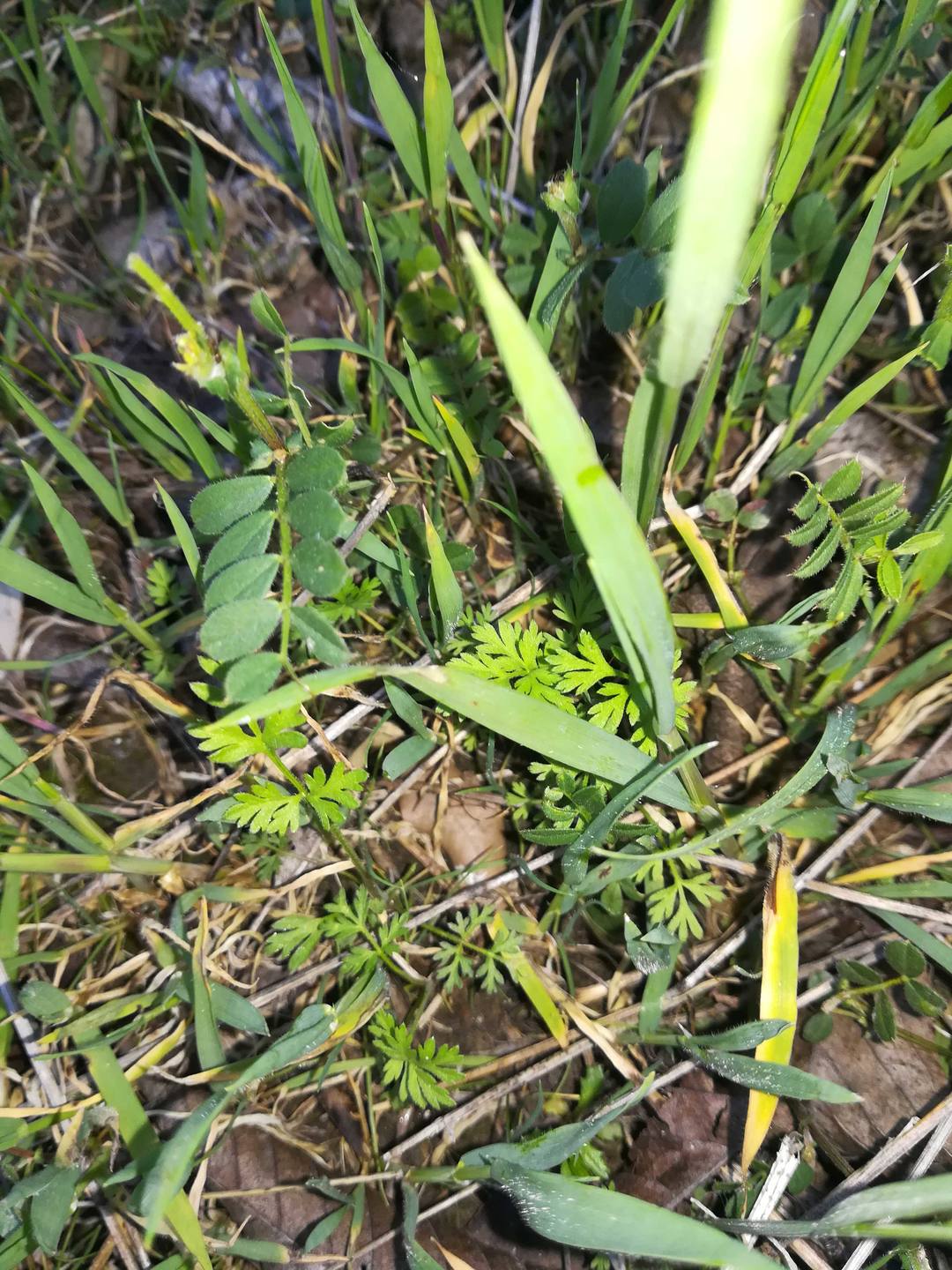 Annexe sous le cerisier.jpg