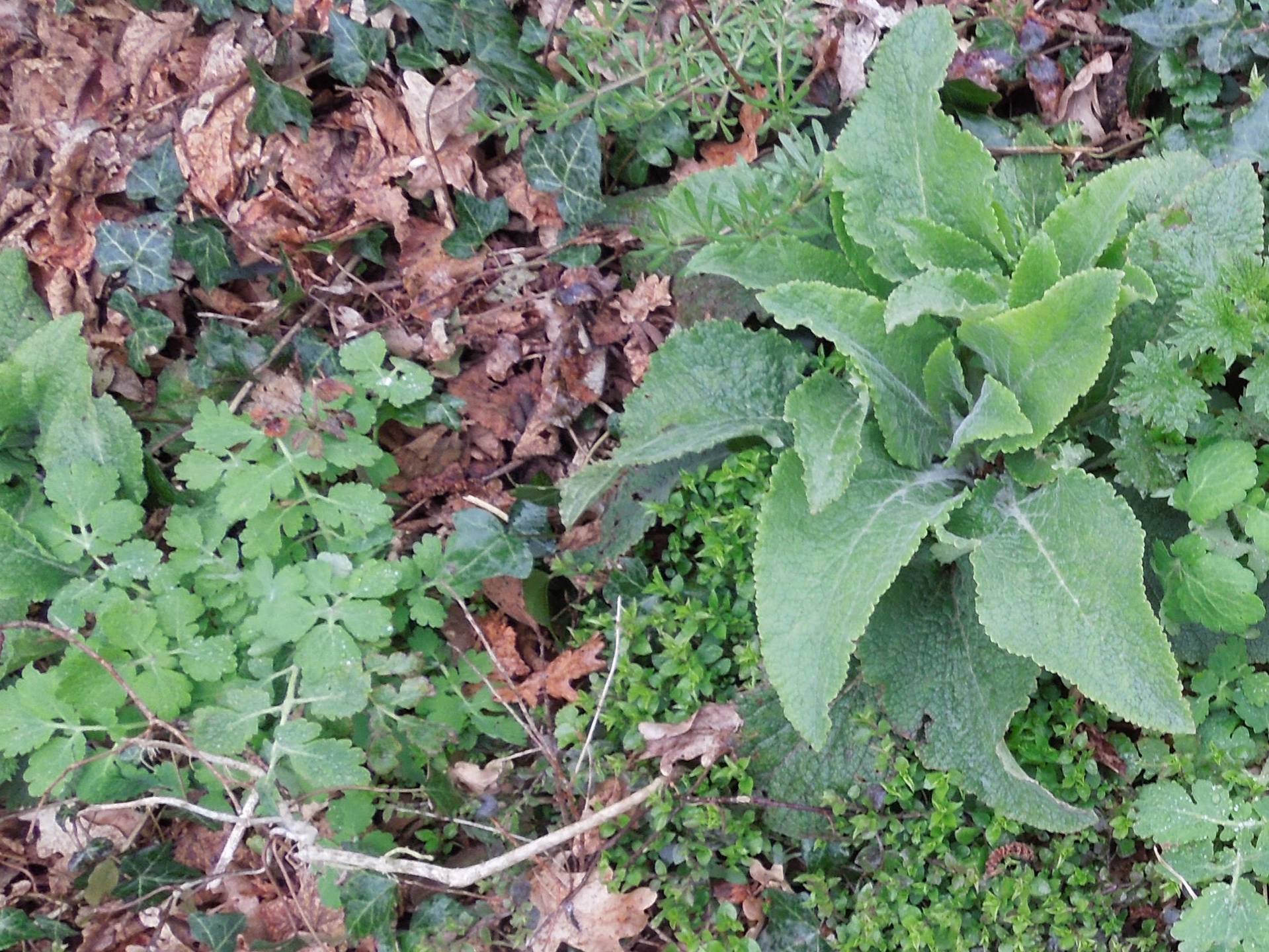 Annexe DSCN2478 (4).JPG