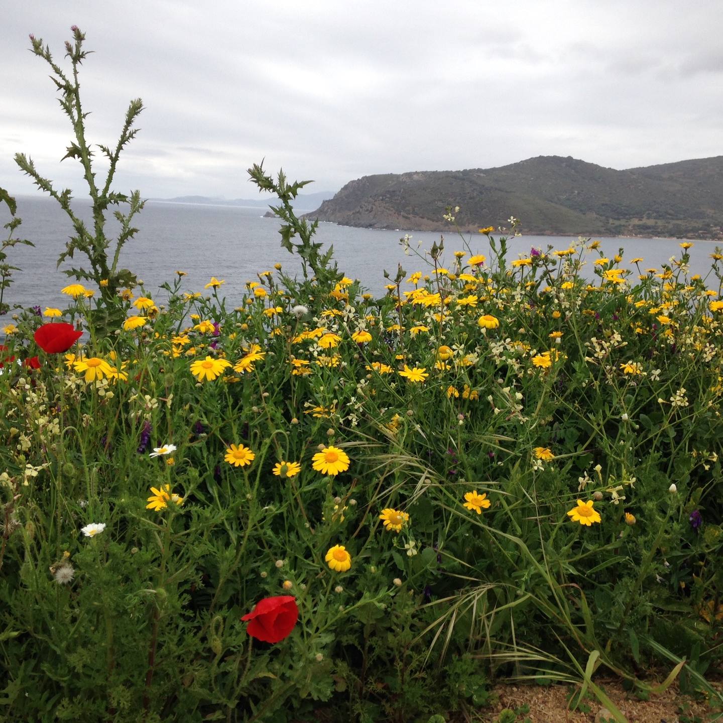 Annexe Remblai fleuri.jpg