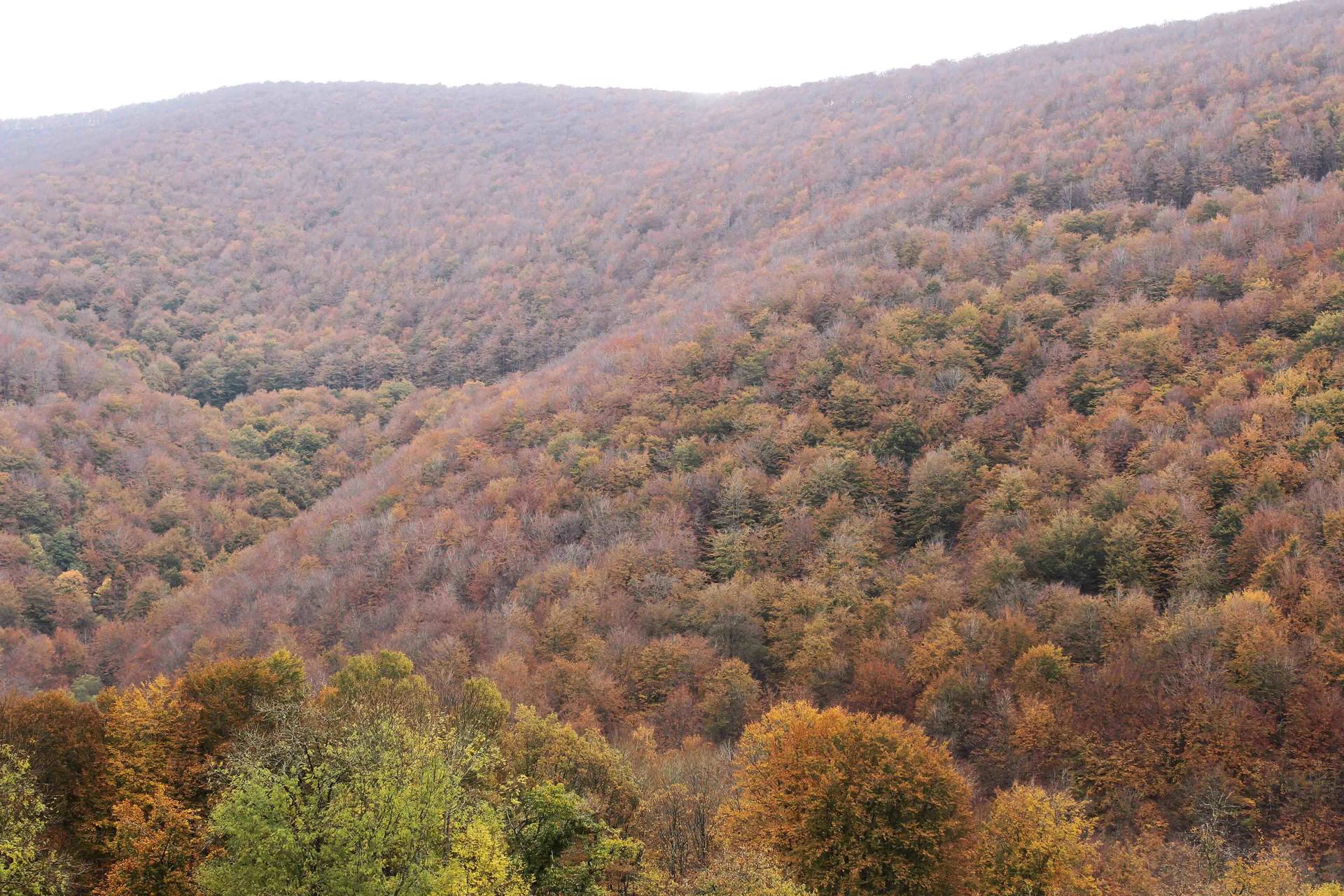 Annexe montana 3 B.jpg