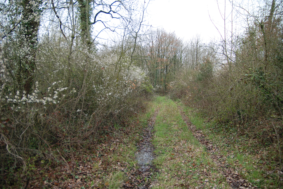 Annexe haie chemin.jpg