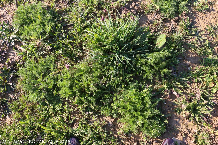 Annexe MOOC BOTANIQUE 2018 diversité-1.jpg