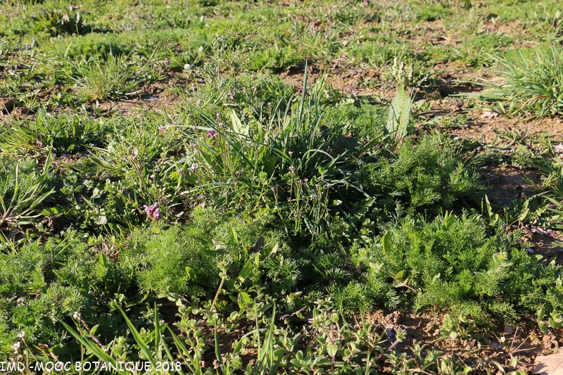 Annexe MOOC BOTANIQUE 2018 diversité-2.jpg