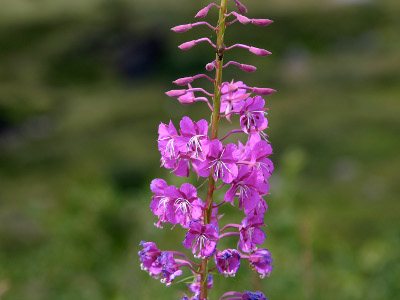 Annexe epilobeimage.php.jpg