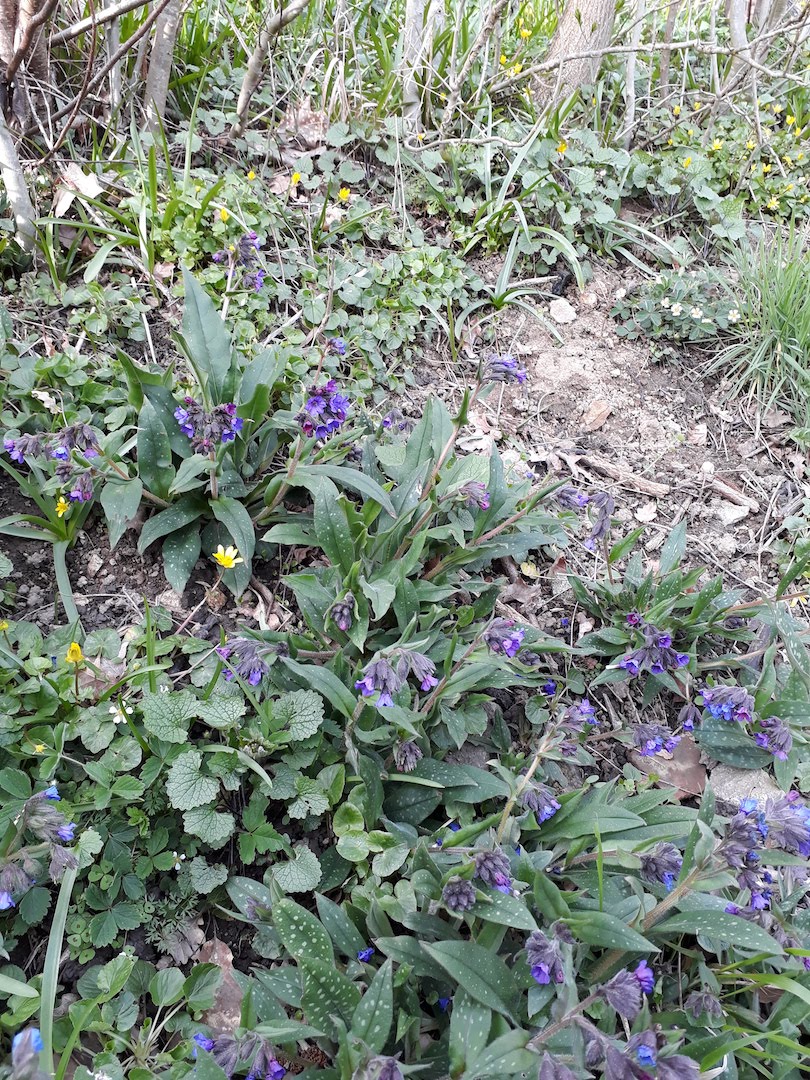 Annexe 20180401_174646.jpg