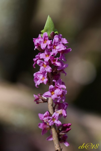 Annexe Daphne mezereum .jpg