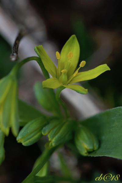 Annexe Gagea lutea.jpg