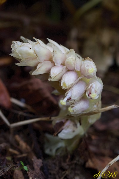 Annexe Lathraea squamaria.jpg