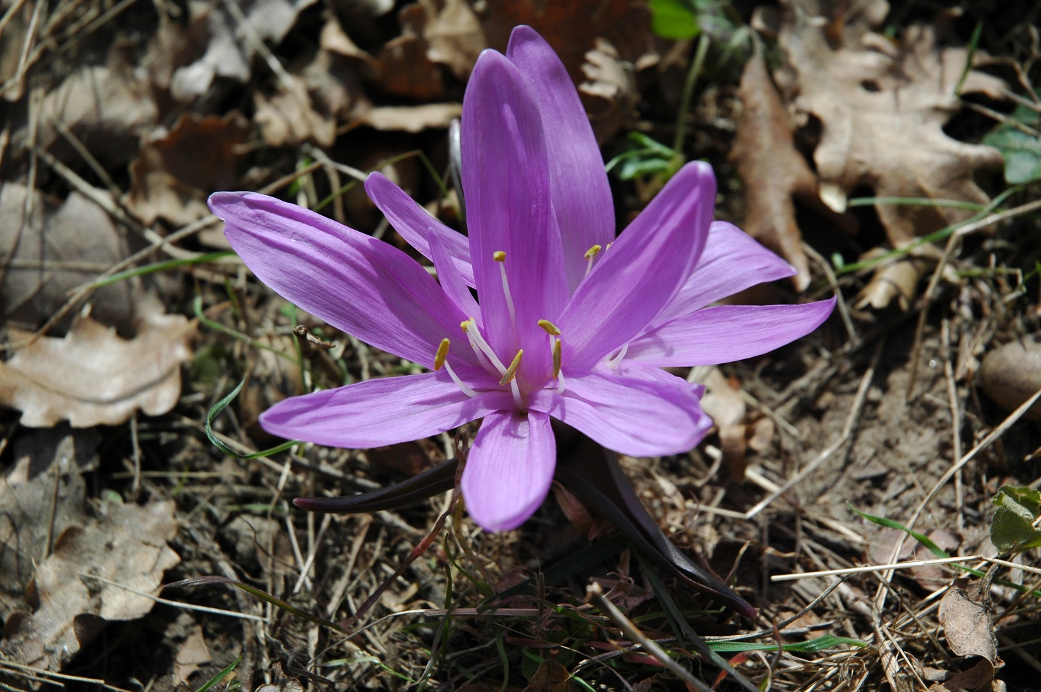 Annexe Bulbocode.jpg