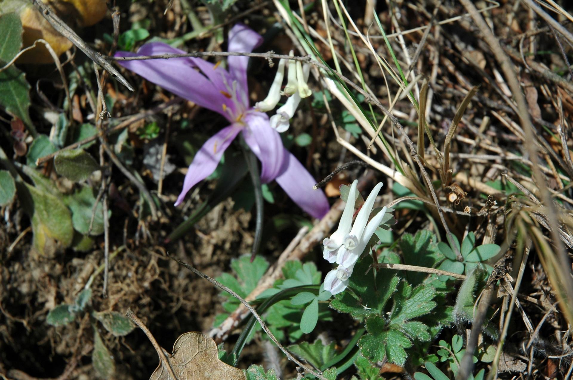 Annexe Orchidée et bulbocode.jpg