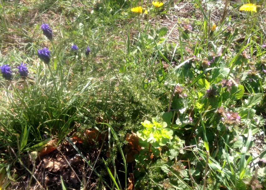 Annexe muscari - asparagus - euphorbe.jpg