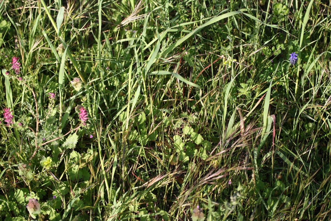 Annexe IMG_1626 (Copier).JPG