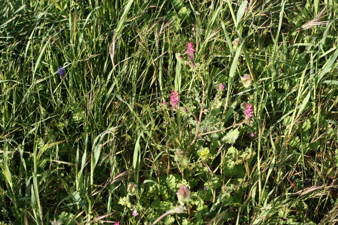 Annexe IMG_1627 (Copier).JPG