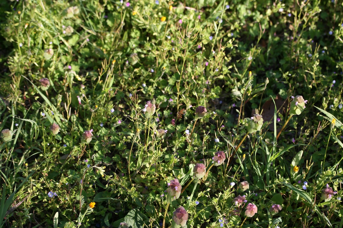 Annexe IMG_1628 (Copier).JPG