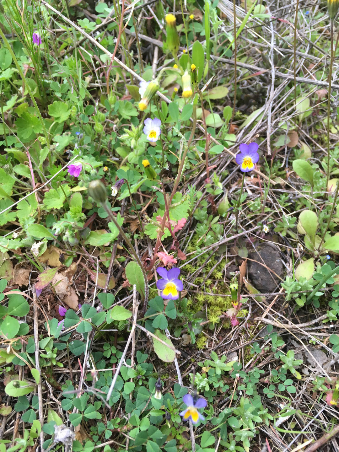 Annexe minibiodiv.jpg