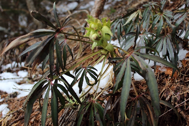 Annexe Helleborus foetida 2.JPG