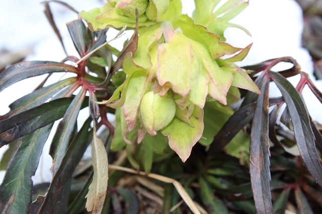 Annexe helleborus foetida 3.JPG
