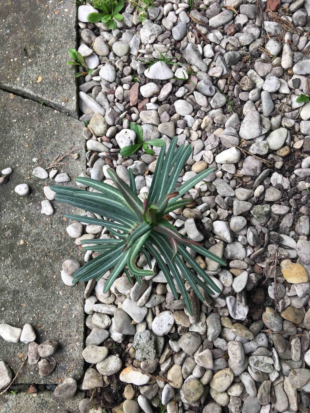 Annexe EUPHORBE ÉPURGE 1.jpg