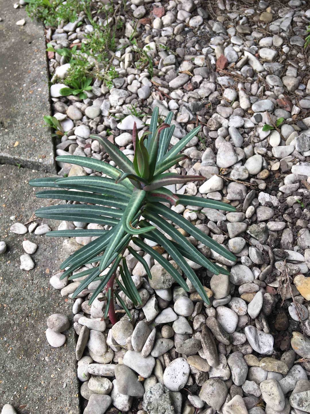 Annexe EUPHORBE ÉPURGE 2.jpg