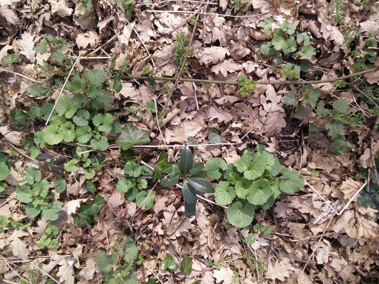 Annexe Biodiversité.jpg