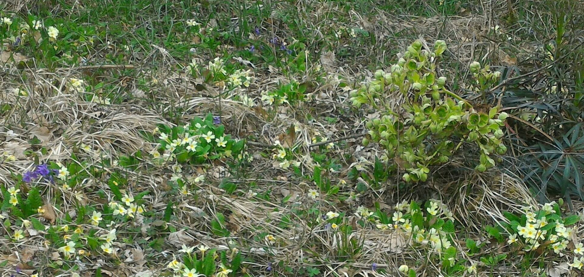 Annexe P_20180402_143434_1_1.jpg