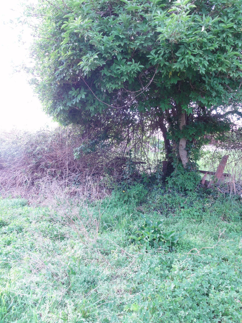 Annexe DSC06541-ConvertImage.jpg