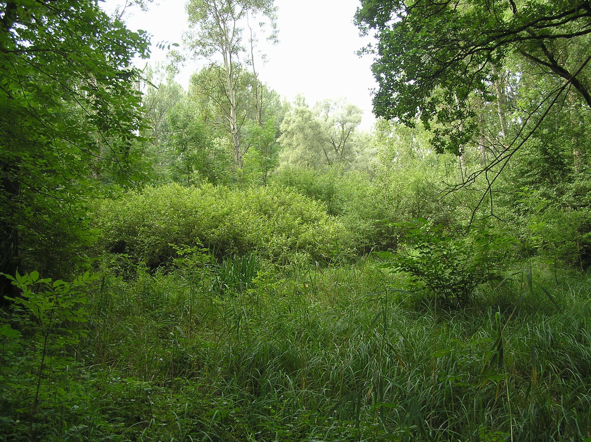 Annexe petite camargue en juillet.JPG