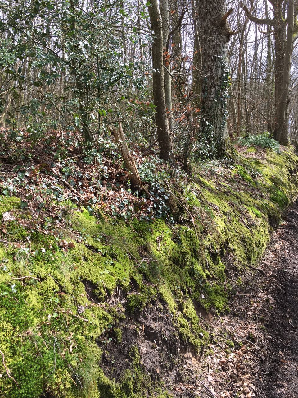 Annexe chemin-foret.jpg