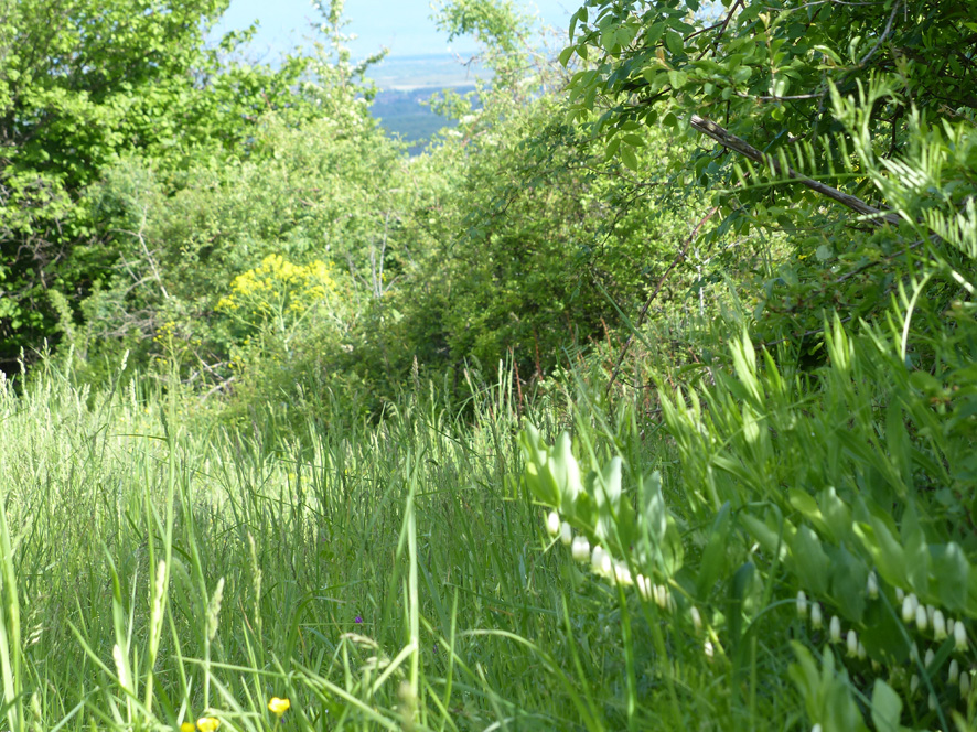 Annexe sceau de Salomon.jpg