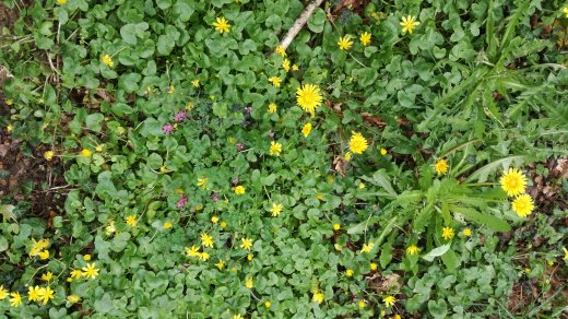 Annexe 1522689691345.jpg