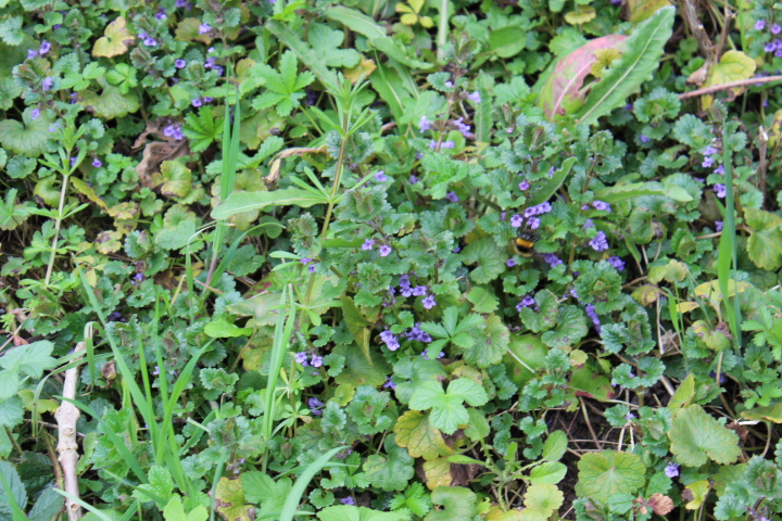 Annexe c biodiv 2.JPG