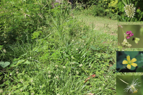 Annexe PhotoBiodiversiteMonJardin2.png