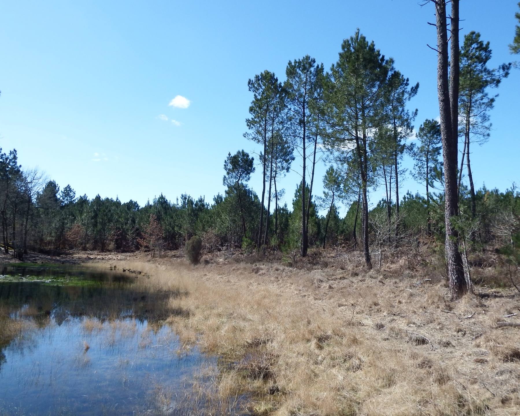 Annexe Lagune Landes.jpg