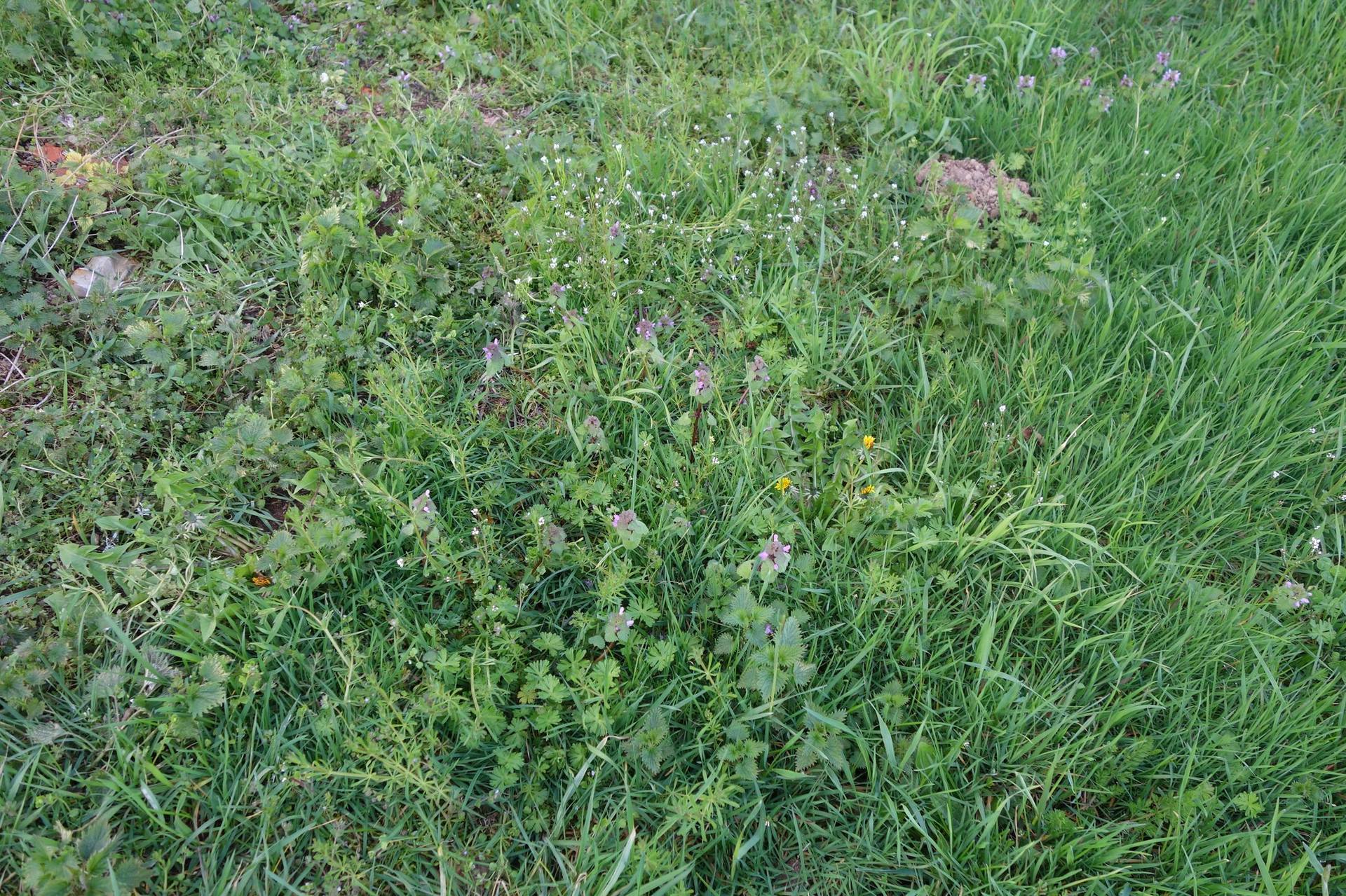 Annexe biodiversité 1.jpg