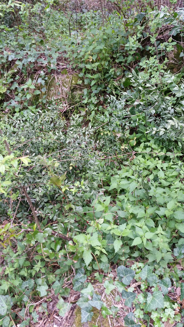 Annexe Biodiversité-.jpg