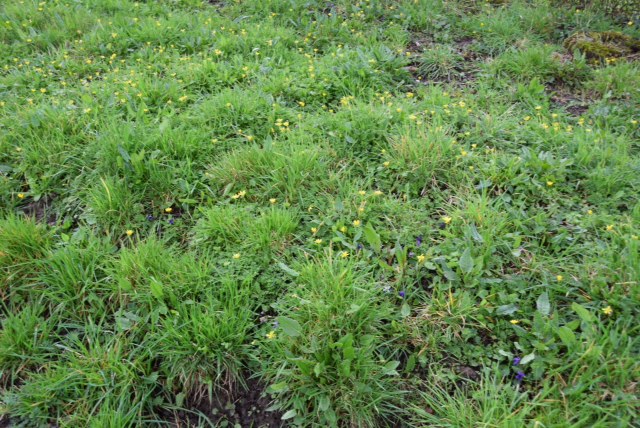 Annexe biodiversité 2mariette.JPG