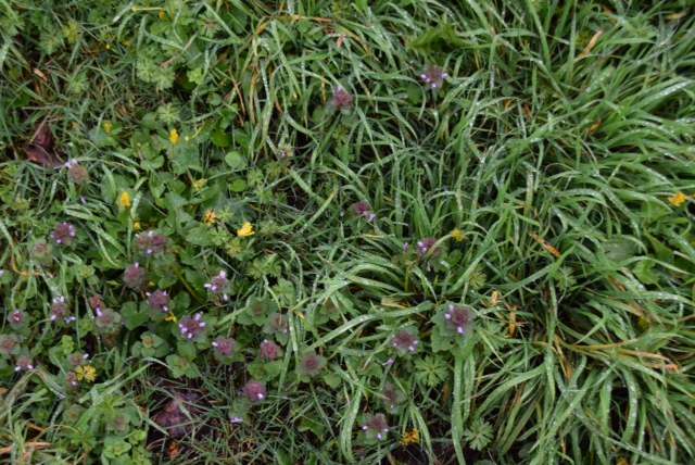 Annexe biodiversité1 mariette.JPG